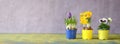 Gardening in the springtime, young crocus and pansy flowers,gardening mock up, panoramic, good copy space