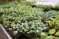 gardening store with seedlings of autumn plants for sale. young vegetable garden plants in seedlings for planting in season Royalty Free Stock Photo