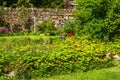 Gardening Strawberries. Orkney, Scotland