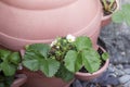 Gardening strawberry plant in a pot. Flowering strawberry in the summer garden Royalty Free Stock Photo