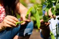 Gardening in summer - couple harvesting beans