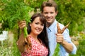 Gardening in summer - couple harvesting carrots Royalty Free Stock Photo