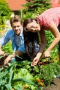 Gardening in summer - couple harvesting carrots