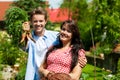 Gardening in summer - couple harvesting carrots Royalty Free Stock Photo