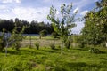 Gardening. Summer mowing of grass with a lawn mower. Garden