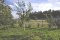 Gardening. Summer mowing of grass with a lawn mower. Garden