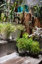 Gardening. Summer porch with flower pots stand on a wooden veranda on a sunny day.