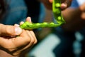 Gardening in summer - woman harvesting peas