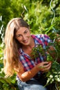 Gardening in summer - woman harvesting tomatoes Royalty Free Stock Photo