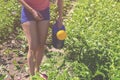 Gardening in Summer - Young woman watering the beds with beans using a watering can