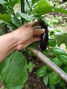 Hand-picking fresh organic aubergine in the garden