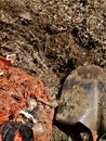 Daffodil bulbs in plastic onion bag next to shovel and hole in dirt Royalty Free Stock Photo