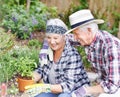 Gardening together. A happy senior couple busy gardening in their back yard. Royalty Free Stock Photo