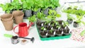 Gardening tools and accessories for plant transplantation and home garden maintenance. Tomato seedlings in plastic cassettes. Royalty Free Stock Photo