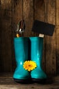 Gardening tools with blue rubber boots, yellow spring flowers on Royalty Free Stock Photo