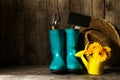 Gardening tools with blue rubber boots, yellow spring flowers on Royalty Free Stock Photo