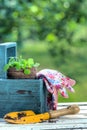 Gardening tools in a blue wooden tool box