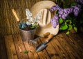 Gardening tools and a branch of a blossoming white lilac