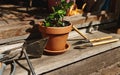 Still life of gardening tools and a clay pot with planted mint leaves lying at the doorstep in a wooden gazebo Royalty Free Stock Photo