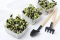 Gardening tools, containers full of fresh and organic geens on the white surface