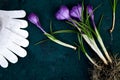 Gardening tools, crocus flower. spring Royalty Free Stock Photo