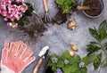 Gardening tools on dark wooden background with space for text top view Royalty Free Stock Photo