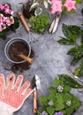 Gardening tools on dark wooden background with space for text top view Royalty Free Stock Photo