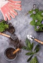 Gardening tools on dark wooden background with space for text top view Royalty Free Stock Photo
