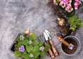 Gardening tools on dark wooden background with space for text top view Royalty Free Stock Photo