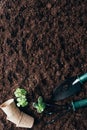 gardening tools, green plants and flower pots on soil Royalty Free Stock Photo