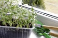 Gardening tools and green tomato seedlings in container on windowsill. Ecological home cultivation of tomato seedlings Royalty Free Stock Photo