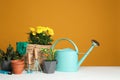 Gardening tools and houseplants on white table Royalty Free Stock Photo