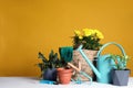 Gardening tools and houseplants on white table. Space for text Royalty Free Stock Photo