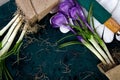 Gardening tools, peat pots, crocus flower. spring Royalty Free Stock Photo