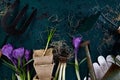 Gardening tools, peat pots, crocus flower. spring Royalty Free Stock Photo