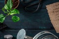 Gardening tools and a plant, shot from the top on a dark wooden background with a place for text Royalty Free Stock Photo
