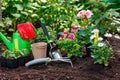 Gardening Tools and Plants on Soil Background. Spring Garden Works Concept Royalty Free Stock Photo