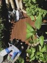 Gardening tools, seedling of bell pepper, microgreens, strawberry, basil in pots on wooden table. Spring garden