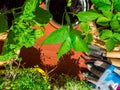 Gardening tools, seedling of bell pepper, microgreens, strawberry, basil in pots on wooden table. Spring garden