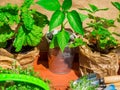 Gardening tools, seedling of bell pepper, microgreens, strawberry, basil in pots on wooden table. Spring garden