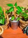 Gardening tools, seedling of bell pepper, strawberry, basil in pots on wooden table. Spring garden