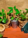 Gardening tools, seedling of bell pepper, strawberry, basil in pots on wooden table. Spring garden