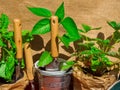 Gardening tools, seedling of bell pepper, strawberry, basil in pots on wooden table. Spring garden