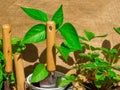 Gardening tools, seedling of bell pepper, strawberry, basil in pots on wooden table. Spring garden