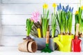 Different gardening tools and seedling of spring bulbous flowers for planting on flowerbed in the garden. Horticulture concept.