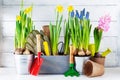 Gardening tools and seedling of spring bulbous flowers for planting on flowerbed in the garden. Horticulture concept