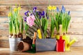 Set of gardening tools and seedling of spring flowers for planting on flowerbed in the garden. Horticulture concept.