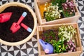 Gardening tools and seedling of spring flowers for planting on flowerbed in the garden, patio or terrace Royalty Free Stock Photo