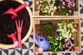 Gardening tools and seedling of spring flowers for planting on flowerbed in the garden, patio or terrace Royalty Free Stock Photo