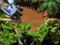 Gardening tools, seedling of tomatoes, bell pepper, microgreens, strawberry, basil in pots on wooden table. Spring garden